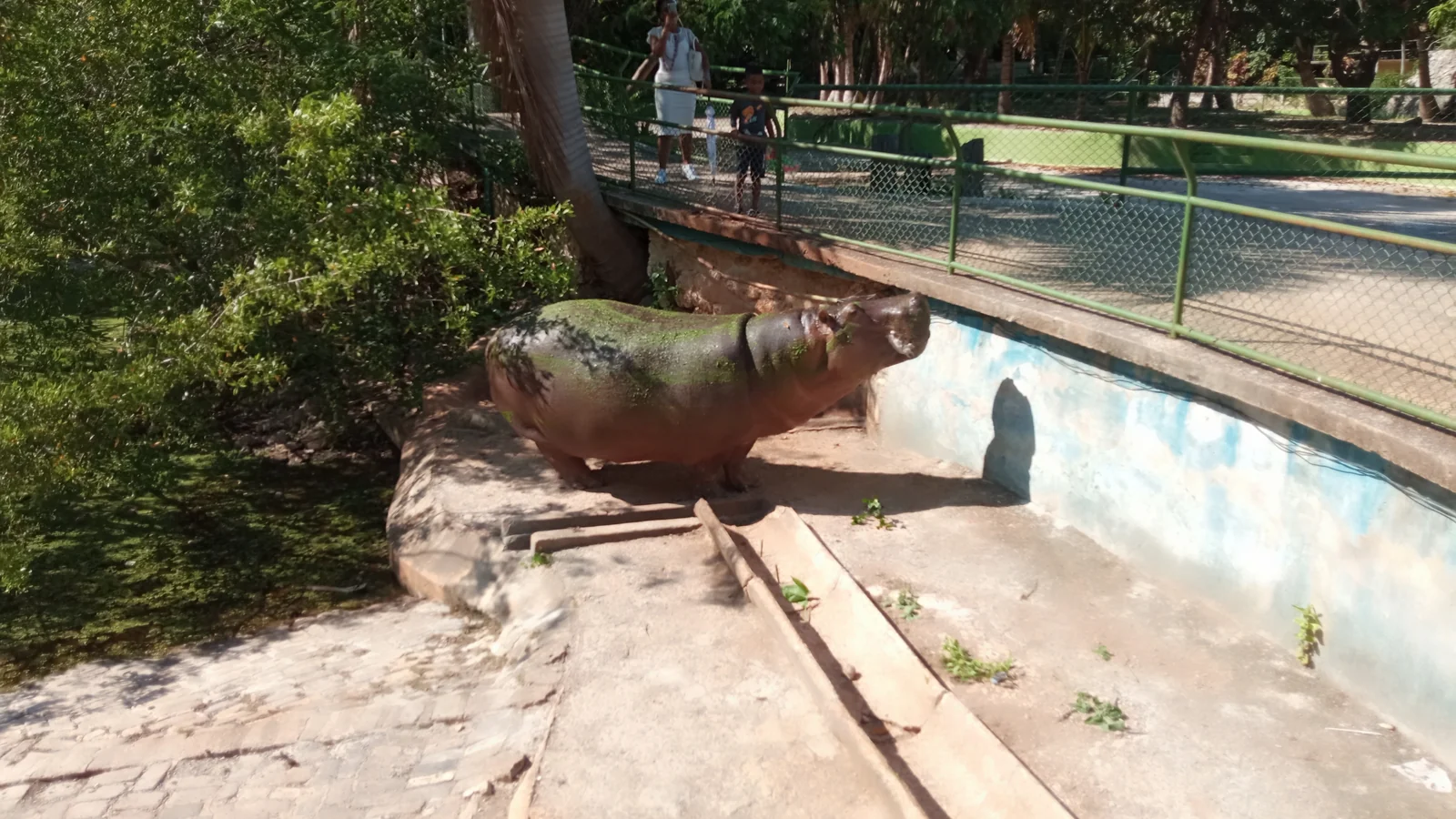 Rinoceronte del Zoológico de 26